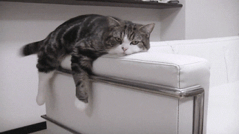 lazy cat GIF