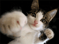 Softorino  Converter GIF by Product Hunt - Find & Share on GIPHY
