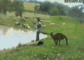 kick kangaroo GIF