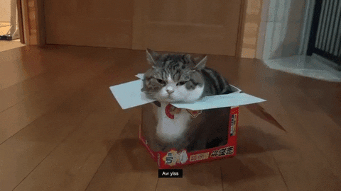 Cute Cat Improvise GIF - Find & Share on GIPHY