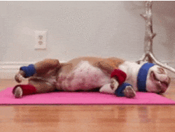 giphy.gif