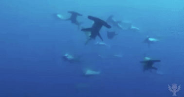 Shark Week Sea GIF
