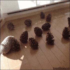 pine cones GIFs - Primo GIF - Latest Animated GIFs