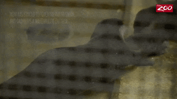 Animal Baby Swimming GIF by Columbus Zoo and Aquarium