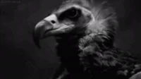 vulture GIF