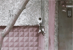 giphy.gif?cid=4d1e4f296ly59kcvtc5fds08sr98zx5d4ajqdjk83la16pua&rid=giphy.gif
