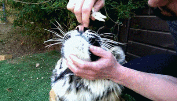 tooth GIF