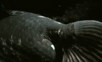 latimeria chalumnae fish GIF