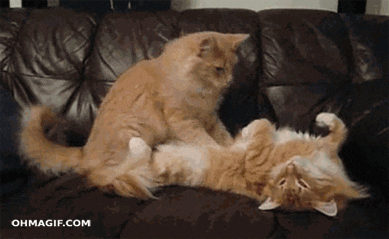 Cat Body GIF - Find & Share on GIPHY