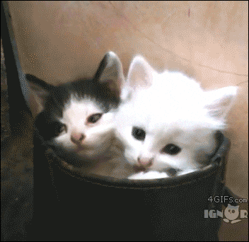 giphy.gif?cid=82a1493bv3oqnbdf9mk1yru052cuddxv93czipfmx9hekczn&rid=giphy.gif