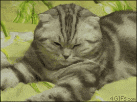 sleepy cat GIF