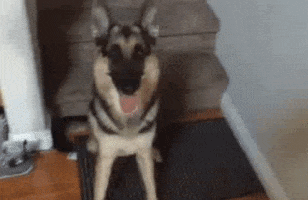 corumwatches dog 8ball corum GIF