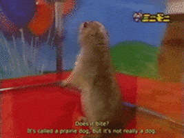 Meme gif. Vintage Japanese infomercial video of a prairie dog standing up in a clear case, who turns around suddenly to face us. Overlaid text reads "O rly?"