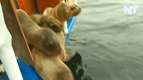 sea lion news GIF by NowThis