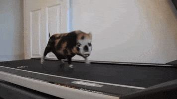 Treadmill Running Dog GIFs - Find & Share on GIPHY