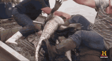troy landry history GIF by Swamp People
