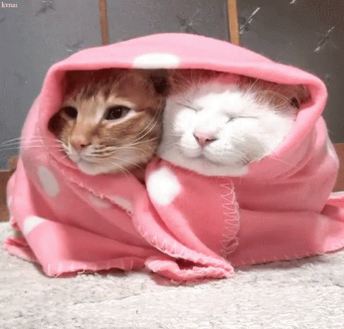 Cuddle GIF - Find & Share on GIPHY
