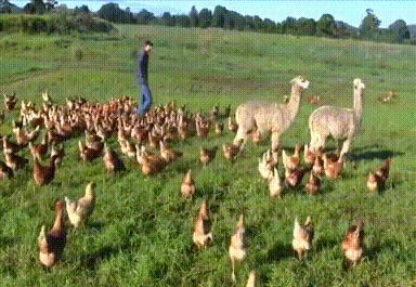chicken farms GIF by Cheezburger