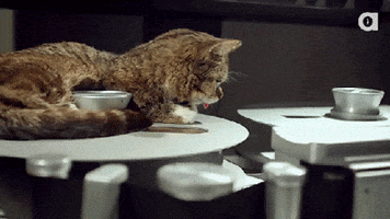 Lil Bub Spinning GIF by Internet Cat Video Festival