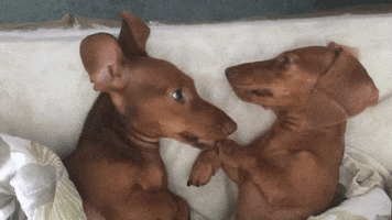 Time For Bed Dogs GIF
