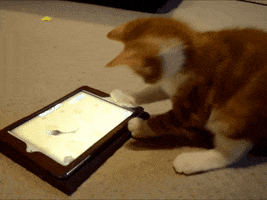 cat tablet GIF