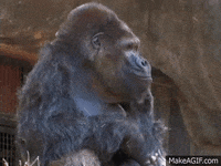 gorilla-13C4raMt7U48FO