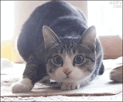 Video gif. Gray and white cat kneels close to the floor, eyes focused and ears perked as it wiggles its behind ready to pounce. Shaquille O'Neal smirks as he wiggles his shoulders in a similar way. 