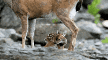 baby deer GIF