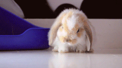Bunnies Sleeping GIF by Cheezburger