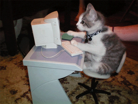 email marketing tools - GIF of cat typing on desktop computer