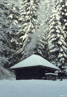 winter woods GIF