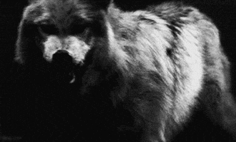 wolf GIF