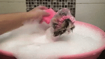 cat grooming GIF