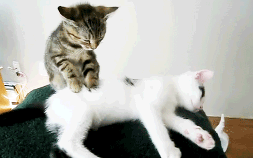 Cat Love GIF
