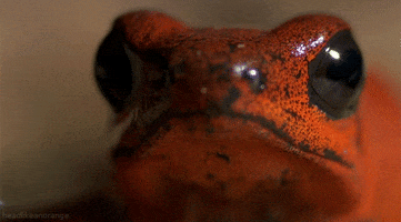 david attenborough frog GIF by Head Like an Orange