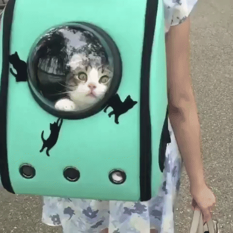 Cat Bag GIF - Find & Share on GIPHY