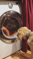 dog washing machine GIF