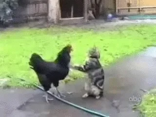 cat fight GIF
