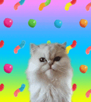 cat day cats GIF by Trolli