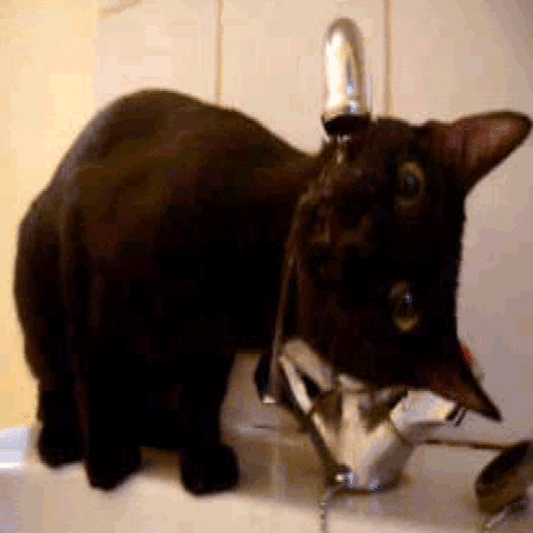 Cat Water GIFs Get The Best GIF On GIPHY