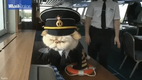 cats sailor GIF