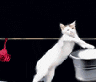  cat laundry doing GIF