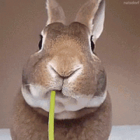 bunny eats GIF
