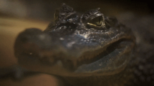 crocodile wink GIF