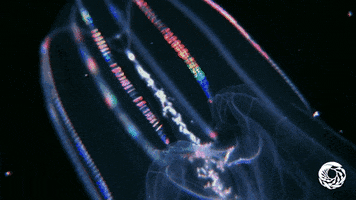 jelly sea creature closeup comb lobed