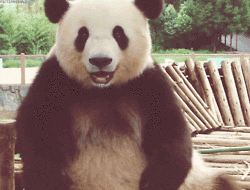 sweet panda GIF