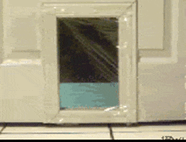 Cat Animals animated GIF