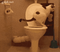 Cat-toilet GIFs - Get the best GIF on GIPHY