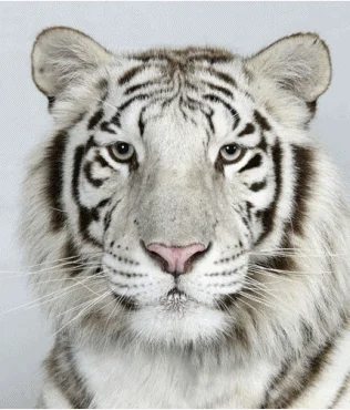 Tiger Bengal GIF