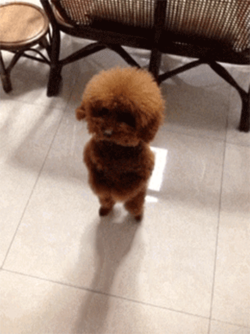 cute dog GIF